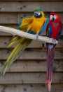 Macaw scarlet and blue-and-yellow parrots, long-tailed colorful exotic birds