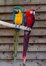 Macaw scarlet and blue-and-yellow parrots, long-tailed colorful exotic birds