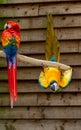 Macaw scarlet and blue-and-yellow parrots, long-tailed colorful exotic birds