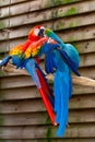 Macaw scarlet and blue-and-yellow parrots, long-tailed colorful exotic birds