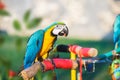 Macaw  sits on a branch in the garden and eating nuts Royalty Free Stock Photo