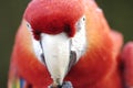 Macaw Stare Royalty Free Stock Photo