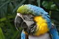 Macaw