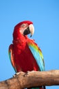 Macaw on tree. Royalty Free Stock Photo