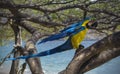 Macaw on a tree on the beach