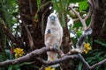 A Macaw in a tropical garden, chewing on a flower. Royalty Free Stock Photo