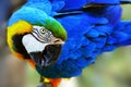 Gold and blue macaw close-up