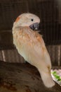 Macaw white bird in the cage,white Parrot Royalty Free Stock Photo