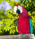 macaw in wildness area Royalty Free Stock Photo