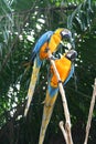 Macaws Royalty Free Stock Photo