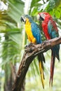 Macaws