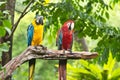 Macaws