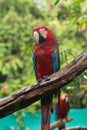 Macaws