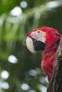 Macaws