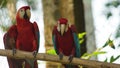 Macaws on a branch in Ecuadorian amazon. Common names: Guacamayo or Papagayo.