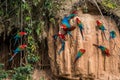 Macaws in clay lick in the peruvian Amazon jungle at Madre de Di