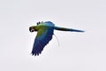 Macaw parrots during a flight Royalty Free Stock Photo