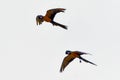 Macaw parrots during a flight Royalty Free Stock Photo