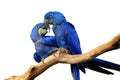 Macaws isolated on white background. Pair of blue hyacinth macaw, Anodorhynchus hyacinthinus, perched on branch touching beaks. Royalty Free Stock Photo