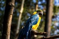 A macaw was standing on a branch