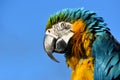 A blue and yellow macaw profile image against a blue sky