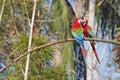 Macaws in love Royalty Free Stock Photo