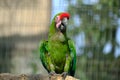 Macaws Royalty Free Stock Photo