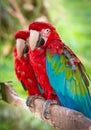 Macaws