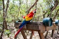 Macaws