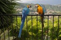 Macaws in pairs