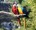 Macaws Preening Royalty Free Stock Photo