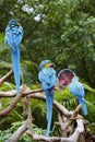 Green Macaws on branch Royalty Free Stock Photo