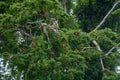 Macaws in Tambopata National Reserve Royalty Free Stock Photo