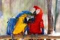 Macaws