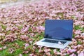 Macbook computers with pink flowers and green grass background
