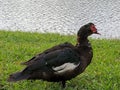 Maccabi duck by the Lake Royalty Free Stock Photo