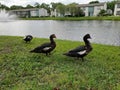 Maccabi duck by the Lake Royalty Free Stock Photo