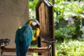 maccaw parrot eat mango fruit