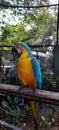 Macco parrot standing full image