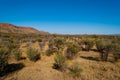 MacDonnell Ranges, Northern Territory Royalty Free Stock Photo