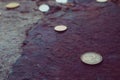 Macedonia currency two denar on the stone background. Photo depicts Macedonian valuta shiny denari metal coins, close up, macro v