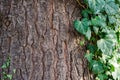 Macedonian pine Pinus peuce bark with green ivy. Closeup Royalty Free Stock Photo