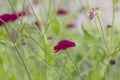 Macedonian scabious, Knautia macedonica Royalty Free Stock Photo