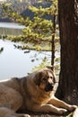 Macedonian Shepherd dog