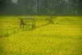 A machan, cockloft in a mustard field Royalty Free Stock Photo