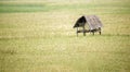 A machan, cockloft in a wheat filed Royalty Free Stock Photo