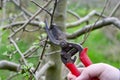 Machanical removing of powdery mildew apple tree twig Royalty Free Stock Photo