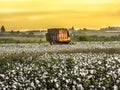 Cotton harvesting