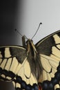 Machaon butterfly with open wings in, top view, isolated on white Royalty Free Stock Photo