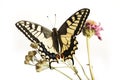 Machaon butterfly with open wings in, top view, isolated on whit Royalty Free Stock Photo